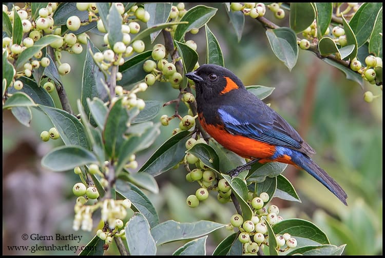 Scarlet-bellied Mountain-Tanager Anisognathus igniventris