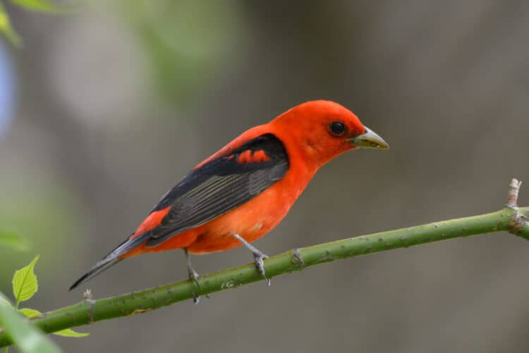 Scarlet tanager, one of the bird species that migrate to Colombia. Photo by Jen Goellnitz via Flickr (CC BY-NC 2.0).