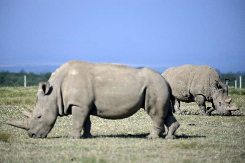 Scientists create embryos to save northern white rhino