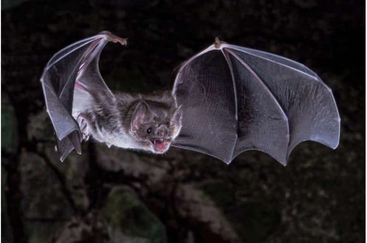 This photo provided by Sherri and Brock Fenton/AAAS in March 2022 shows a vampire bat in flight. According to a report published Friday, March 25, 2022 in the journal Science Advances, scientists have figured out why vampire bats are the only mammals that can survive on a diet of only blood. Credit: Sherri and Brock Fenton/AAAS via AP