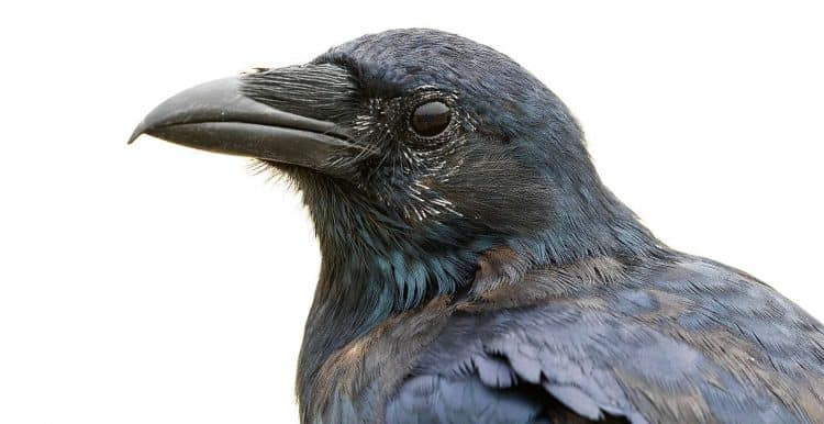 Scientists Studying Crows Get Big Surprise –They’re So Smart They Understand the Concept of Zero