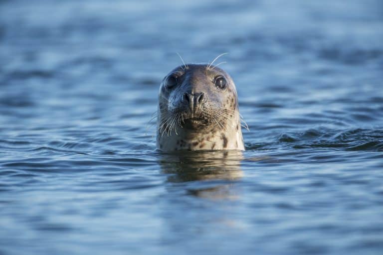 Scotland Bans Seal Hunting and Shooting