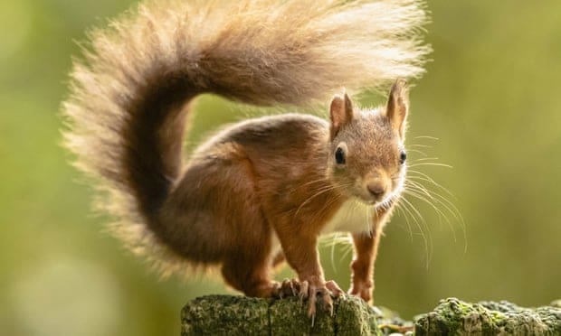 Scottish forests could save red squirrel from extinction
