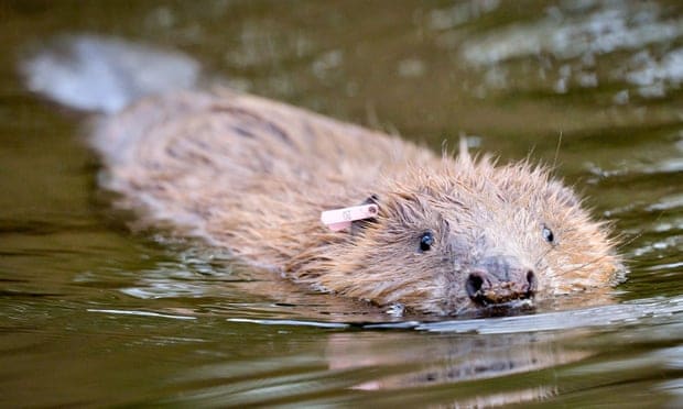 Scottish legal battle begins over licences to shoot beavers