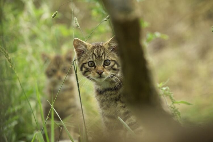 Young Scottish wildcats bred in captivity have been released. David Tipling / Universal Images Group via Getty Images