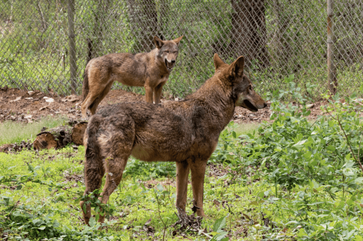 Carolina Tiger Rescue Takes in Endangered Female Red Wolves