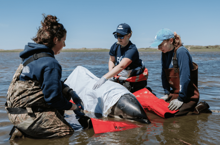 7 Stranded Dolphins Rescued by Dozens of People, Experts and Volunteers