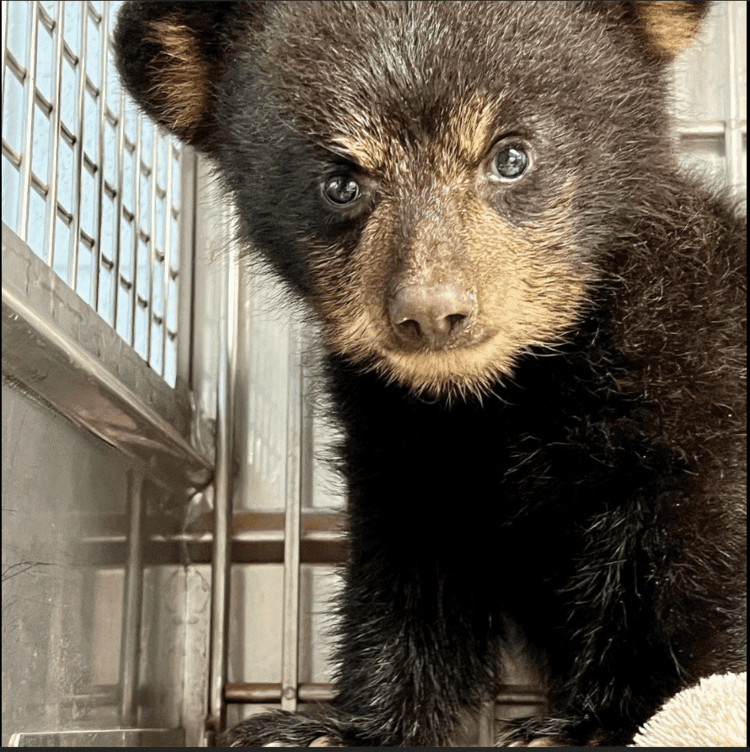 Lost Black Bear Cub Rescued After Starving for 3 Days