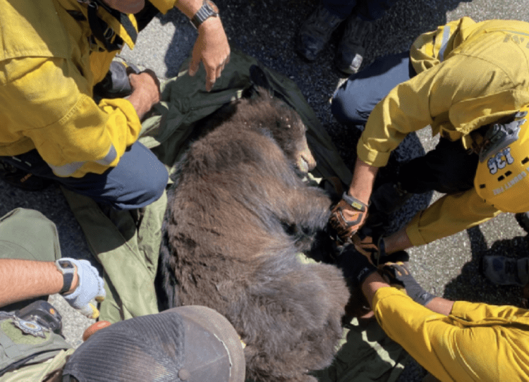 Firefighters Rescue a Bear Trapped in the Back Lot at Six Flags Magic Mountain