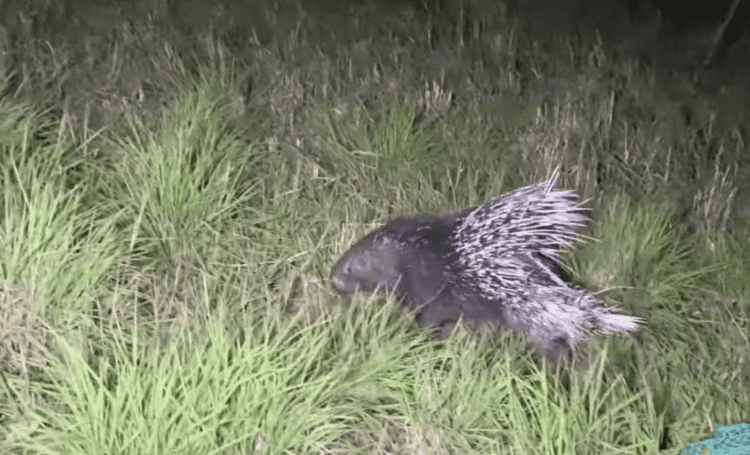 This Porcupine Was Rescued from an Empty Water Tank by The Forest Department