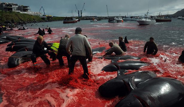 Sea turns red in Faroe Islands as 250 whales slaughtered in 'barbaric' hunt