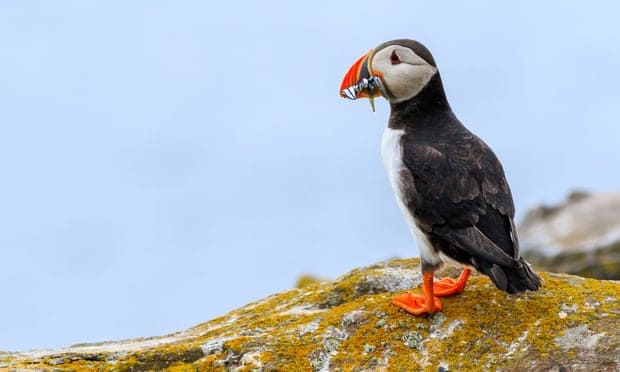 Seabirds nest in new spots on Farne Islands as Covid keeps people away