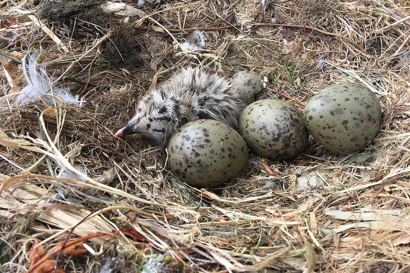 Seagull eggs in the UK have been contaminated with plastic additives