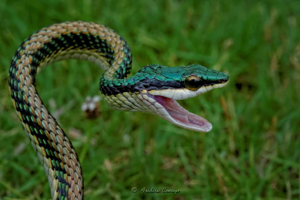 Green-headed Tree Snake