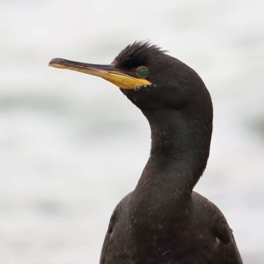 shag_0 | Focusing on Wildlife