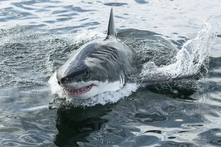 A great white shark. It's implicated in more fatal shark attacks on humans than any other species. ELIZABETHHOFFMANN/GETTY