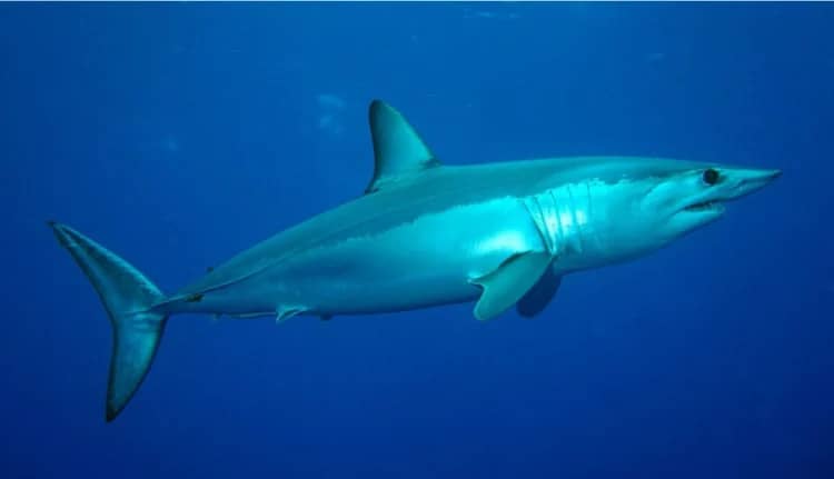 Advocates welcome halt to shortfin mako shark fishing, call for longer ban