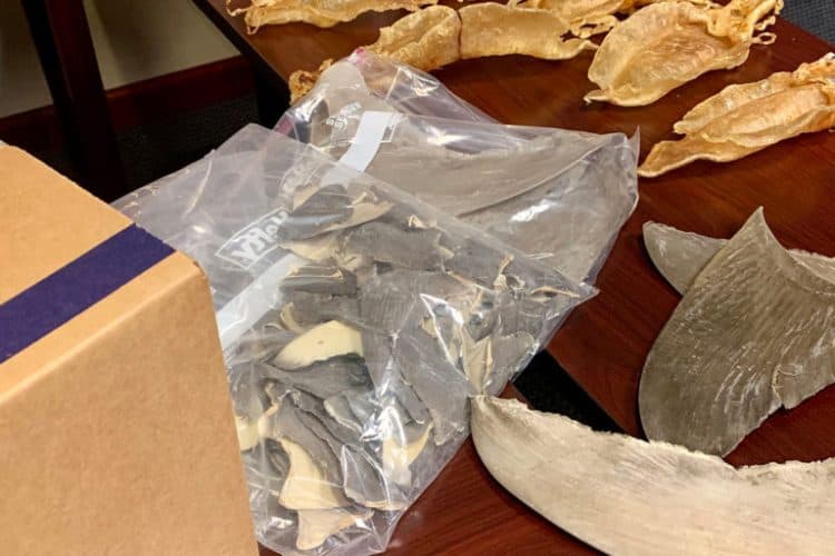 Shark fin trafficking ring busted as trade ban comes into effect in Florida