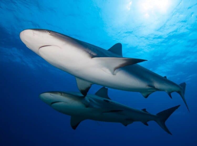 The END Wildlife Trafficking Act and the Shark Fin Sales Elimination Act just passed the U.S. Senate, and is on the fast track to President Joe Biden for his signature, meaning there will be concrete results to better the lives of countless animals in the very near future. iStock.com