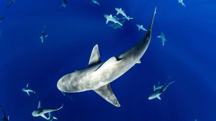 Sharks in Hawaiian waters. The intensity and duration of marine heat waves could have widespread effects on marine biodiversity, increasing the likelihood of species displacement and mortality. Image Kimberly Jeffries / Ocean Image Bank.