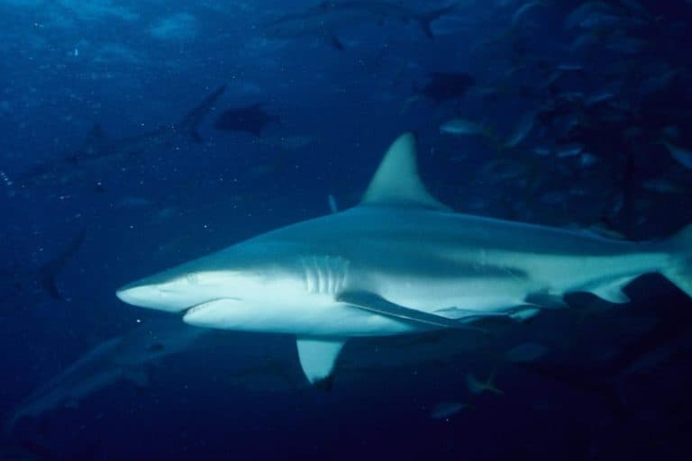 Sharks nearby? A bottle of seawater can hold the answer, study says