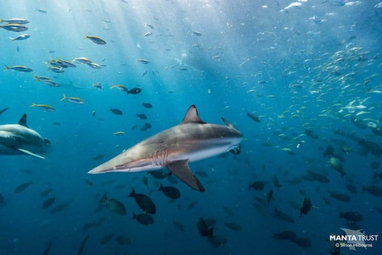 Sharks on a knife’s edge as Maldives mulls lifting 10-year fishing ban