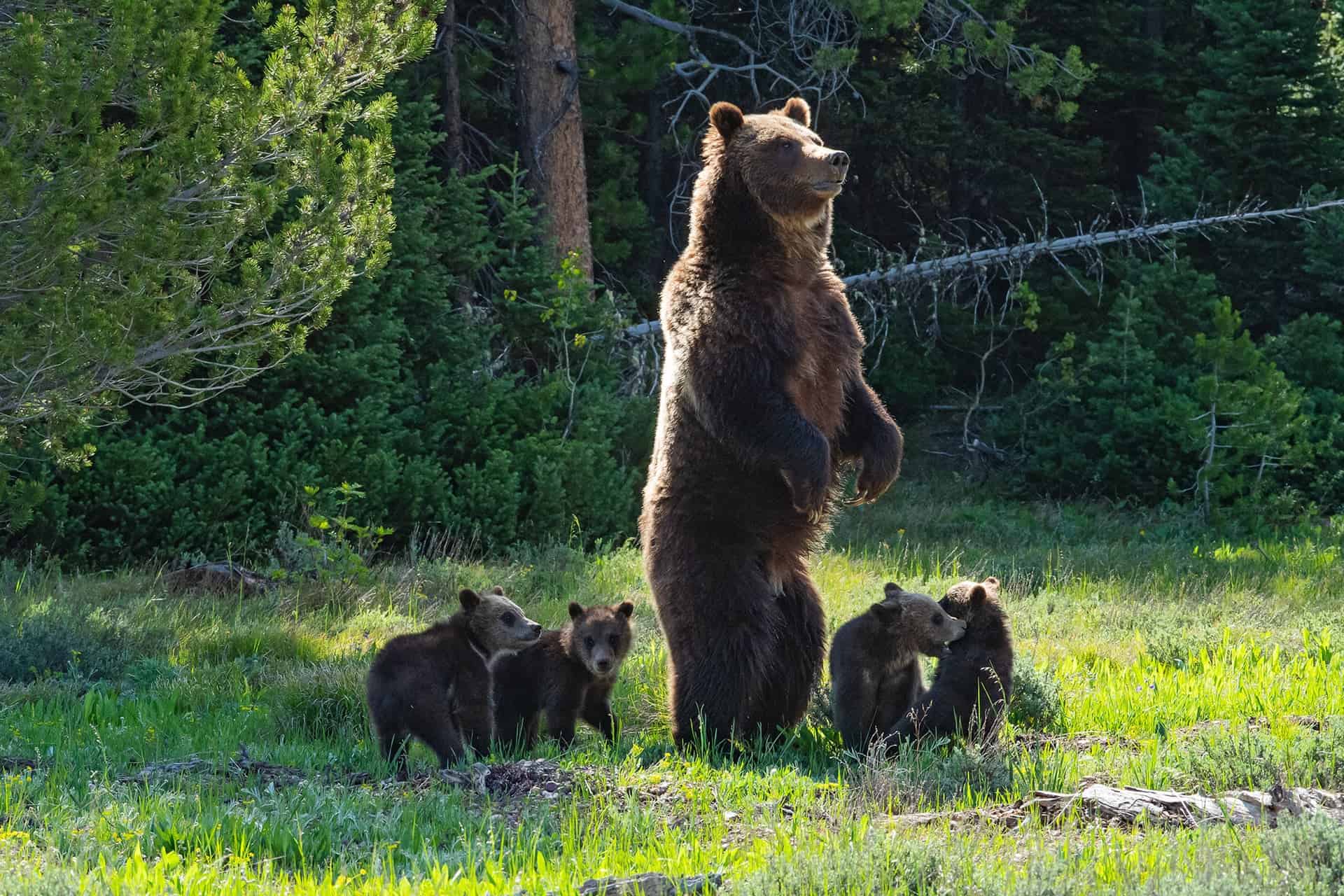 'She still lives!' Famed Yellowstone grizzly bear emerges from winter – with cubs
