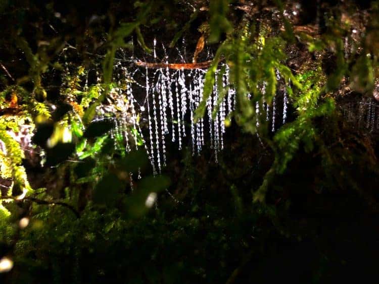 Shine for love or shine to kill - Australia’s glow worms and fireflies