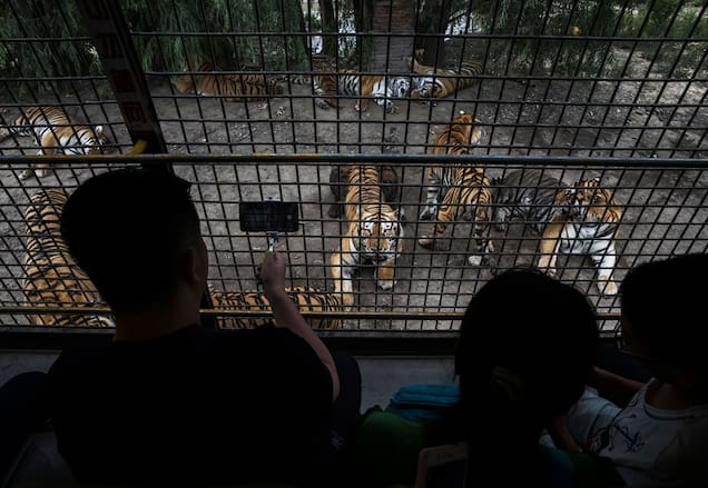 Should the commercial breeding of tigers and tiger farms be banned?