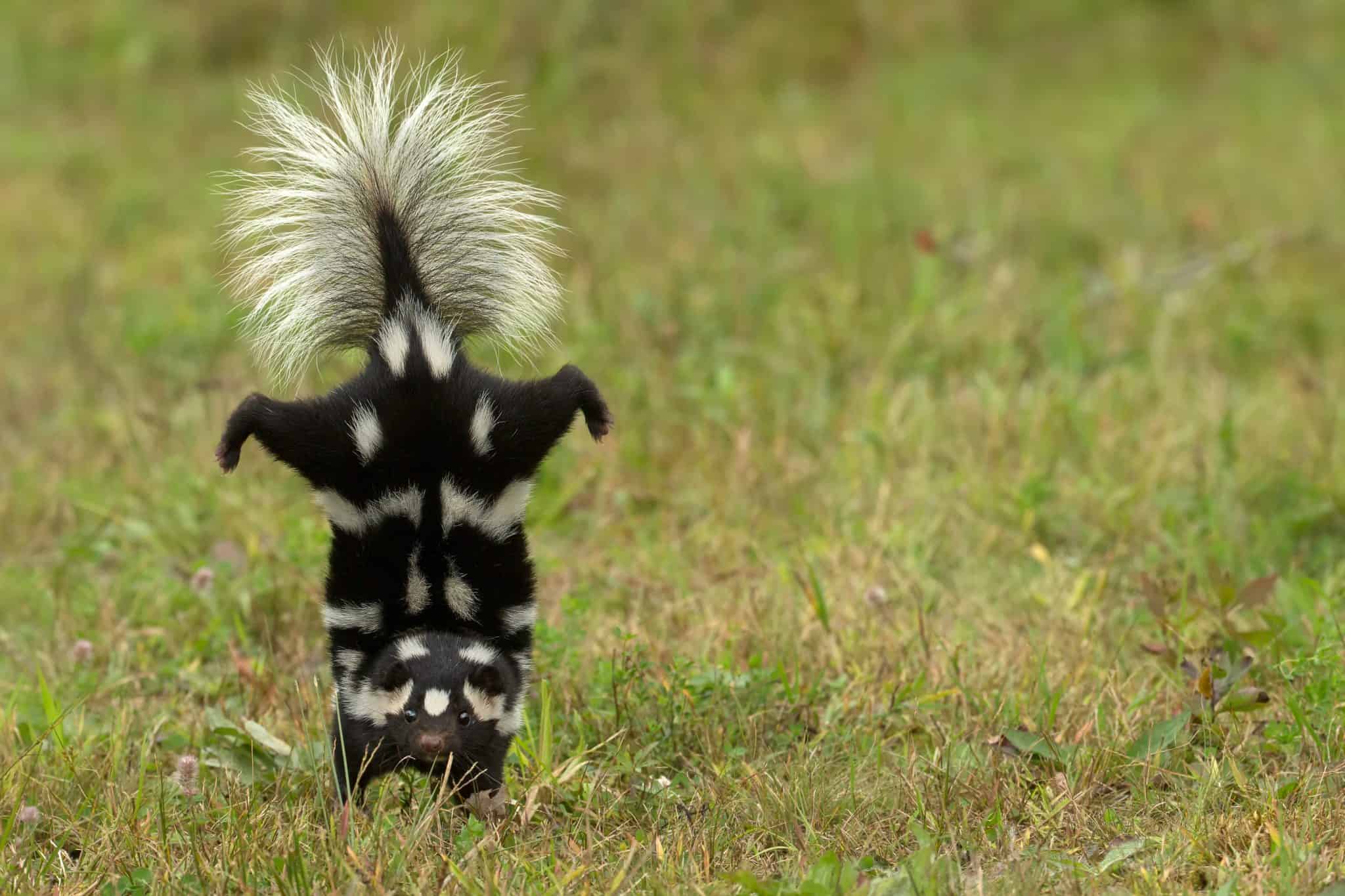 Should the Spotted Skunk be Listed as Endangered?