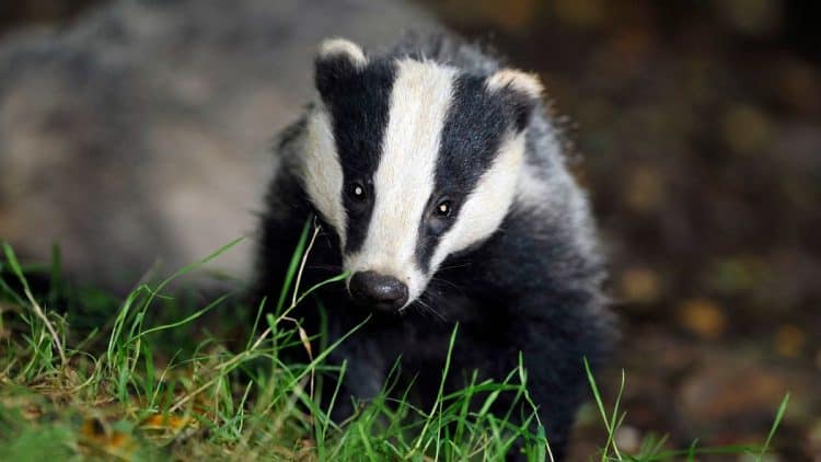 POLL: Badgers are on the verge of local extinction. Should the culling of badgers be permanently banned?