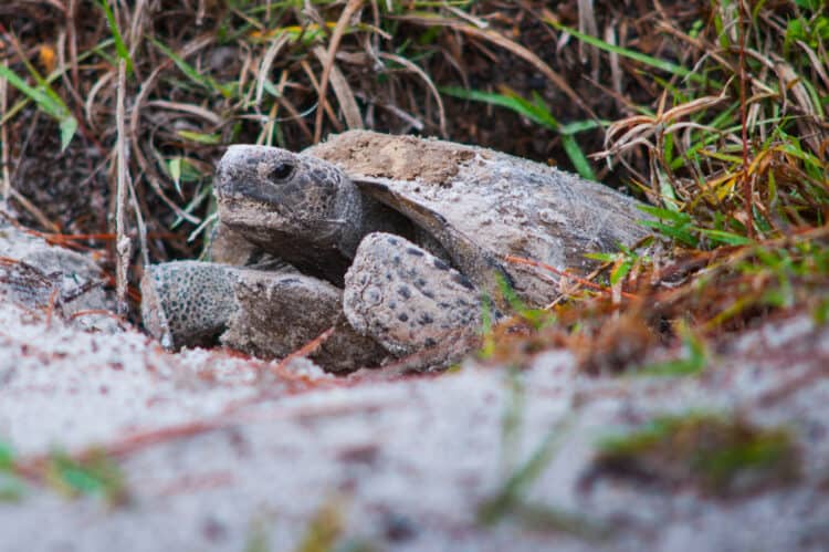 Petition: Help Protect and Conserve Turtle and Tortoise Populations