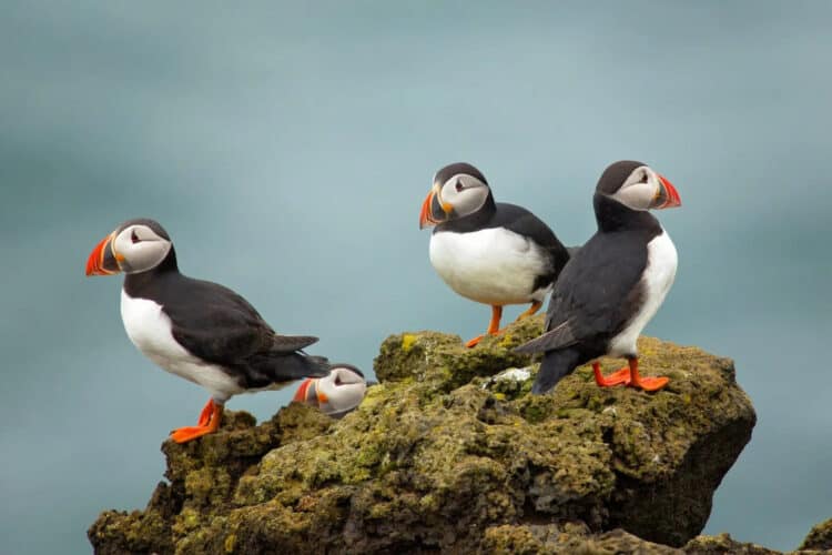 Locals Are Saving Puffins in Iceland By Throwing Them off Clifftops