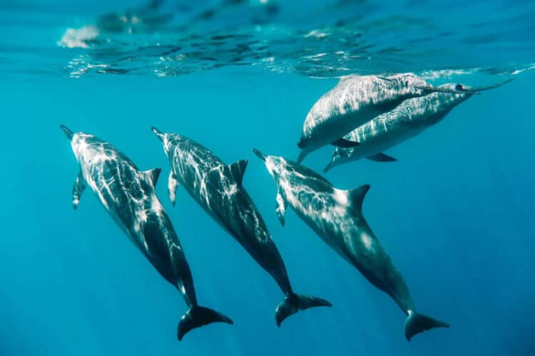 33 Swimmers in Hawaii Reportedly Harassed Dolphins, Officials Say