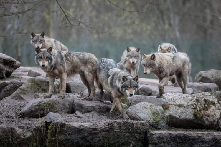 Debunking the Alpha Wolf: Why We Need to Rethink Our Understanding of Wolf Packs