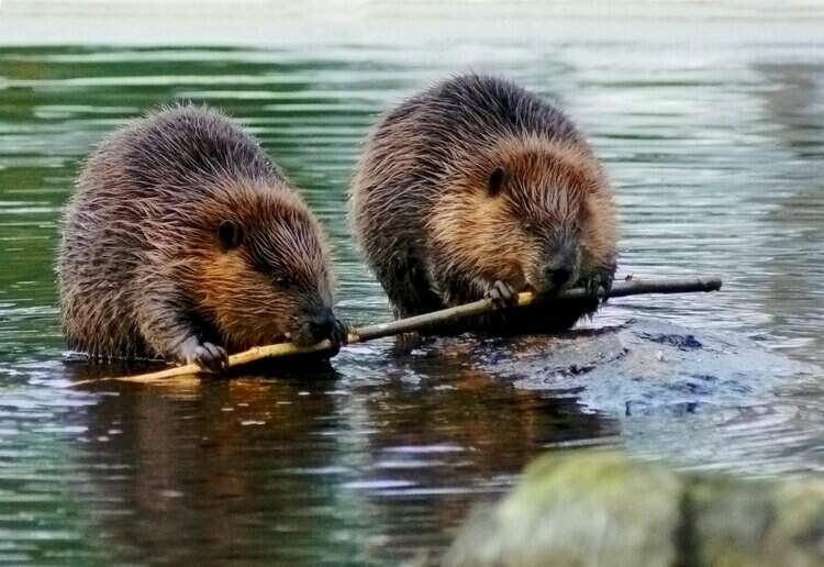 How Scientists Are Using Beavers to Help Fight Climate Change
