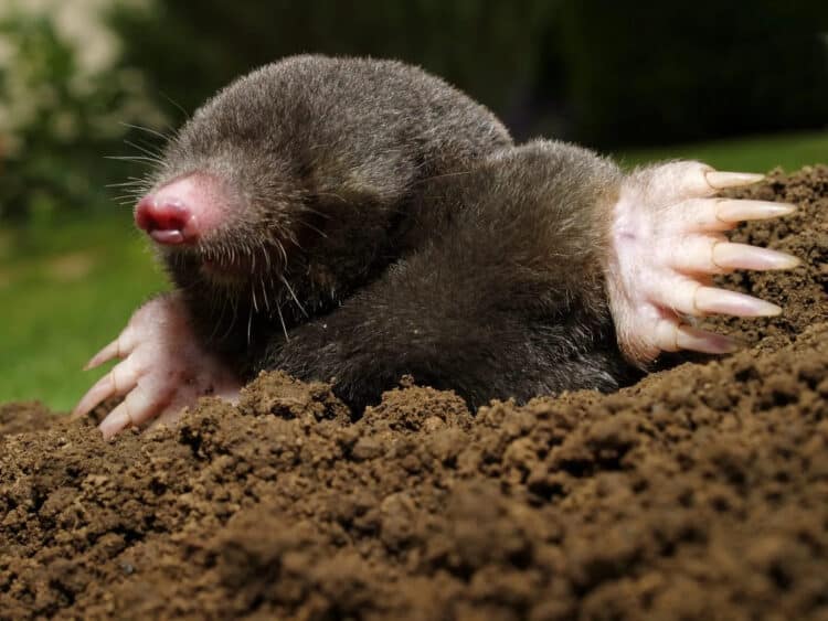 Two Mole Species Discovered in Turkey