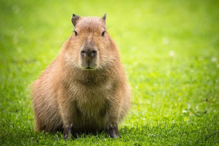 Petition: Help Save the Capybara