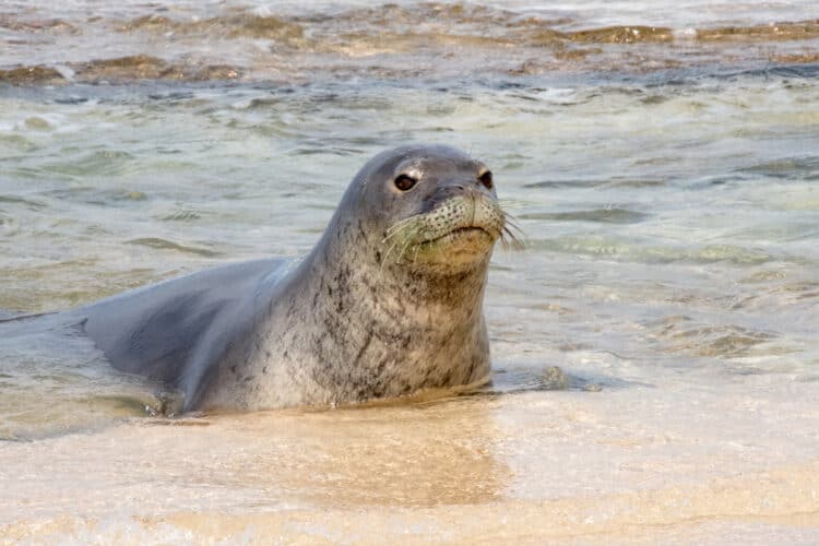 Petition: Tell the NOAA to Investigate the Cause of a Seal Pup’s Death