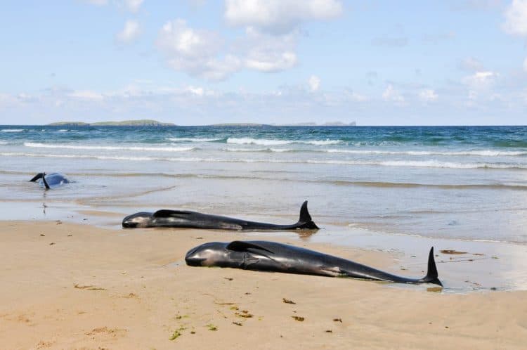 Large pod of whales stranded across almost two miles of beach in South Island