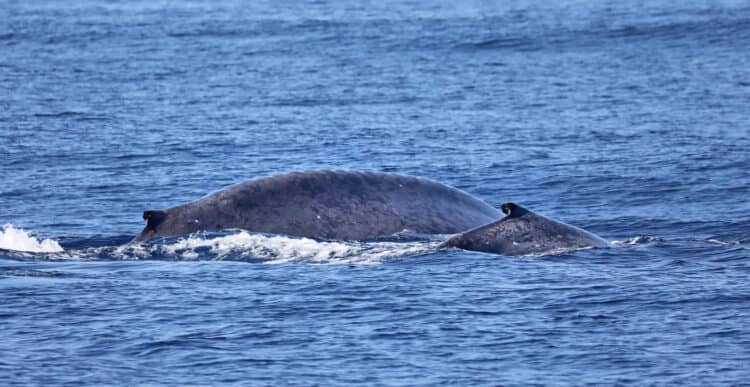 The Incredible Resurgence of Blue Whales in California Waters
