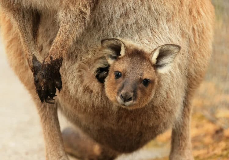 Marsupial Pouches are Even Cooler than We Knew!
