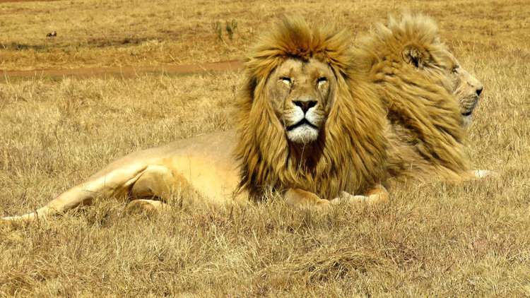 Cecil the Lion’s Brothers in Danger of Being Trophy Hunted