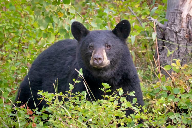 7 Humane Ways to Keep Bears Out of Your Garden