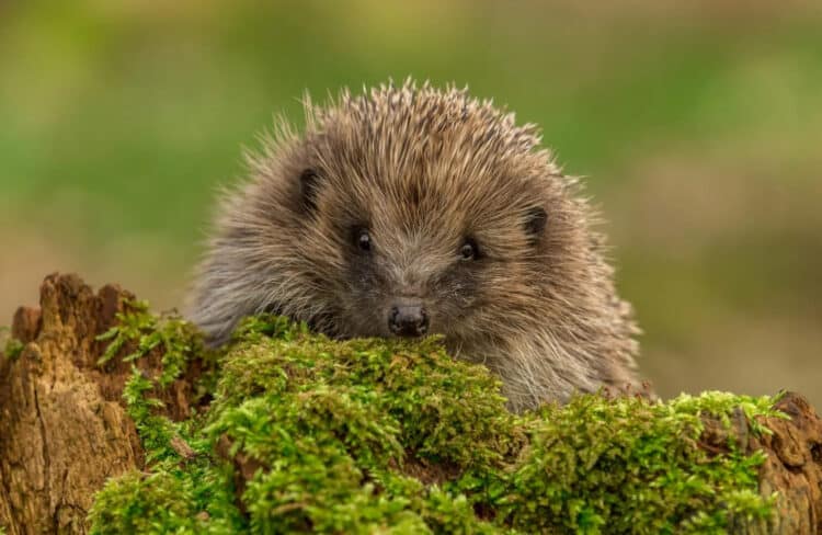 Man Jailed For Mutilating A Young Hedgehog