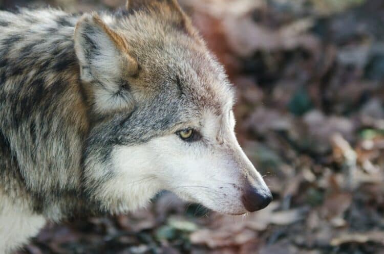 Petition: Tell the U.S. Fish and Wildlife Service to Stop Killing Endangered Wolves