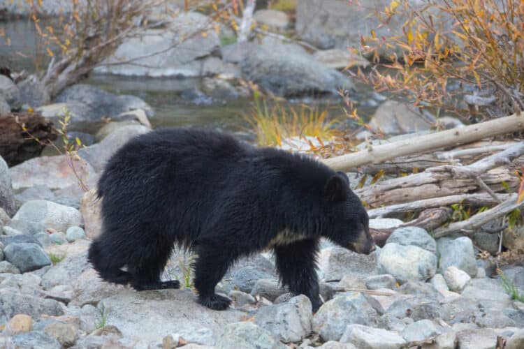 Petition: Tell California to Find Bear Who Escaped from Rehabilitation Center