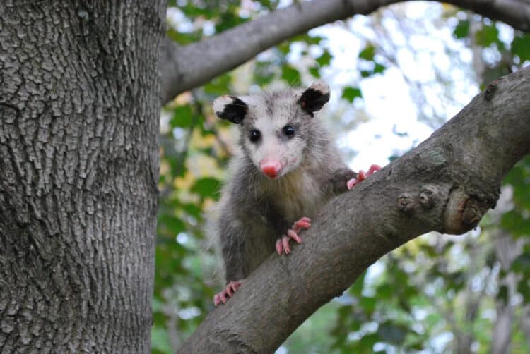 Six Rescued Baby Opossums Learn Skills to be Released Back Into the Wild