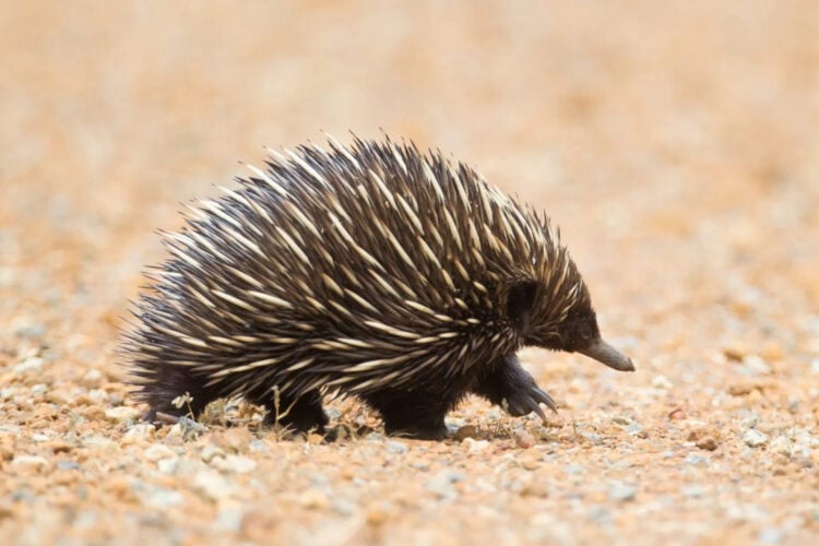 Driver Captures Stunning Video of Elusive Echidnas Emerging from the Fog