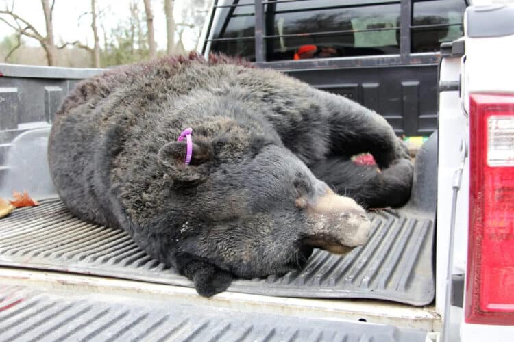 New Jersey Bear Hunting Season Opens After Judges Rule Against Animal Rights Organizations